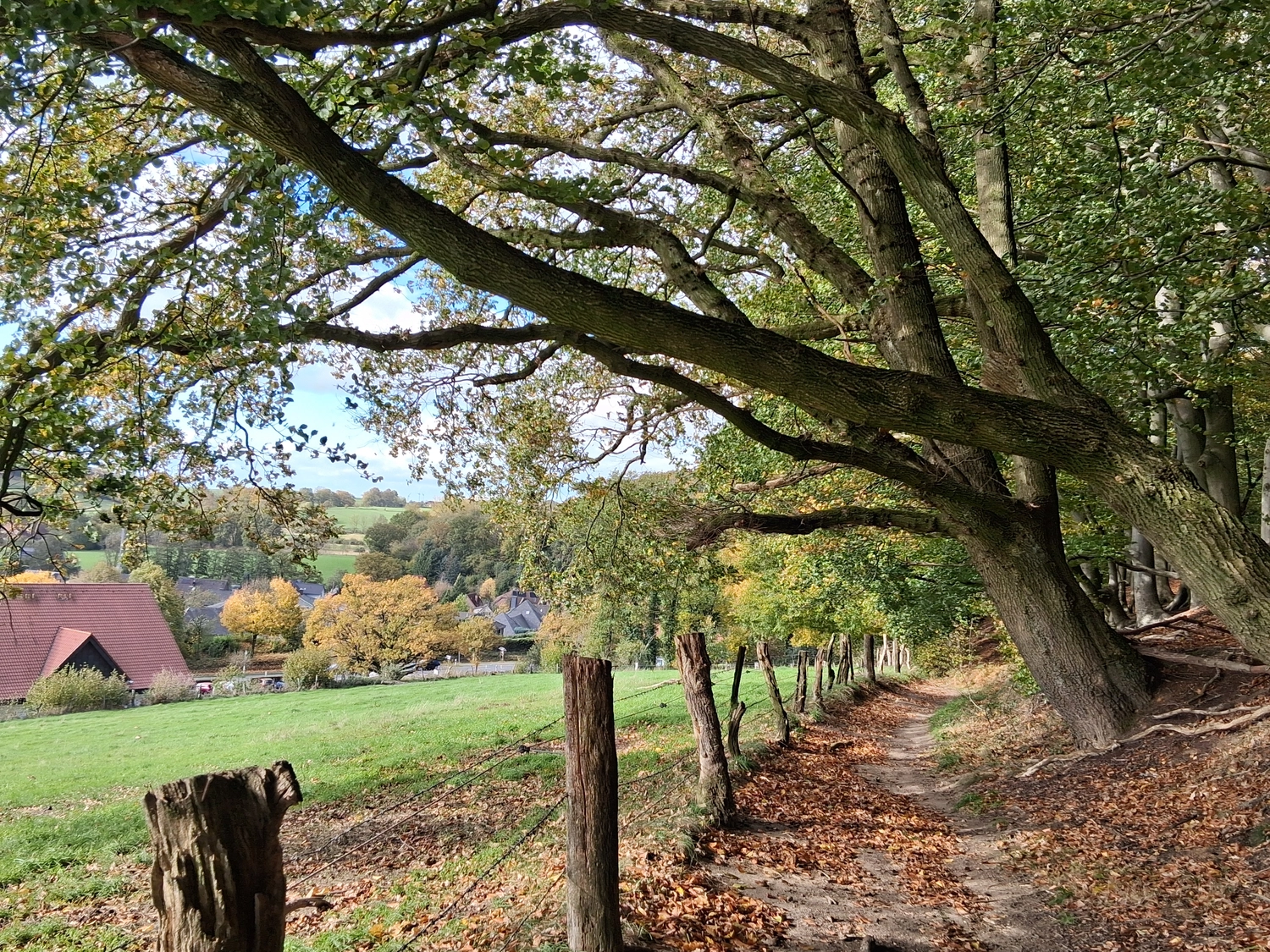 Hebamme Trauma-Fachberaterin - Coaching, Beratung, Kurse und Lesungen - Ein mit Herbstlaub bedeckter Feldweg schlängelt sich einen grasbewachsenen Hang entlang, gesäumt von einem rustikalen Holzzaun und beschattet von den ausladenden Ästen großer, alter Bäume. Blickt man den Hang hinunter, liegen eingebettet zwischen bunten Bäumen in einem malerischen Tal ein Haus mit rotem Dach und ein kleines Dorf.