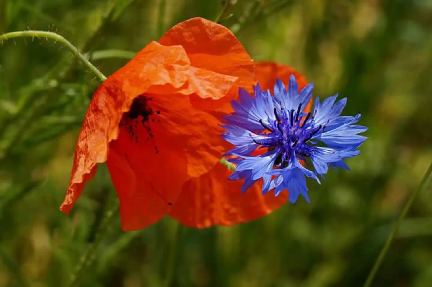 Hebamme Trauma-Fachberaterin - Coaching, Beratung, Kurse und Lesungen - Eine orangefarbene Mohnblume und eine blaue Kornblume blühen gemeinsam vor einem sanftgrünen Hintergrund.