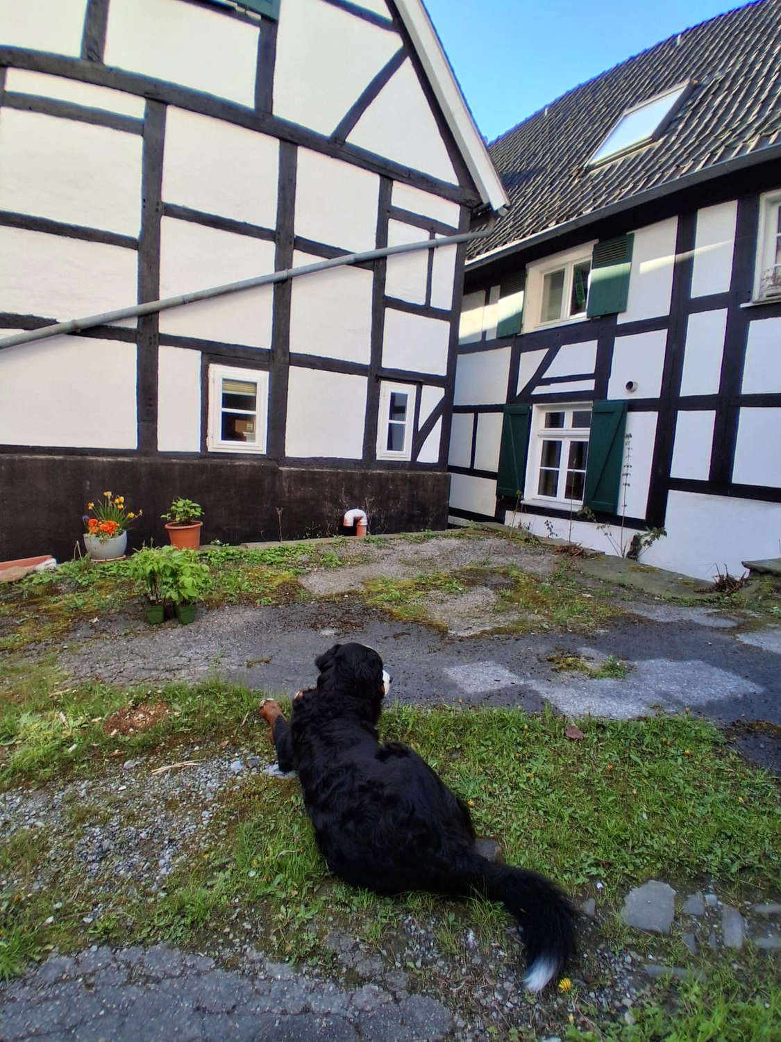 Hebamme Trauma-Fachberaterin - Coaching, Beratung, Kurse und Lesungen - Ein großer, schwarz-weißer Hund ruht auf einer Rasenfläche in einem Innenhof und blickt mit dem Rücken zur Kamera auf historische Fachwerkhäuser mit weißen Wänden und dunklen Balken.
