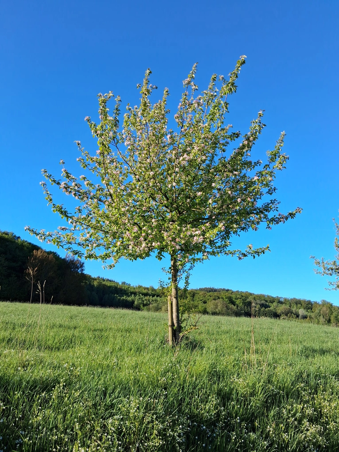 Hebamme Trauma-Fachberaterin - Coaching, Beratung, Kurse und Lesungen - Ein einzelner blühender Baum mit weißen und rosa Blüten steht auf einer saftig grünen Wiese unter klarem, blauem Himmel.