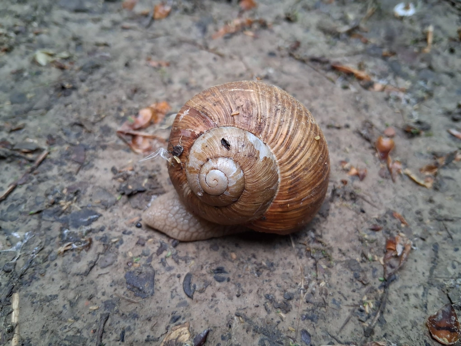 Hebamme Trauma-Fachberaterin - Coaching, Beratung, Kurse und Lesungen - Eine Gartenschnecke mit einem großen, spiralförmigen, hellbraunen Gehäuse ruht auf feuchter, dunkler Erde.