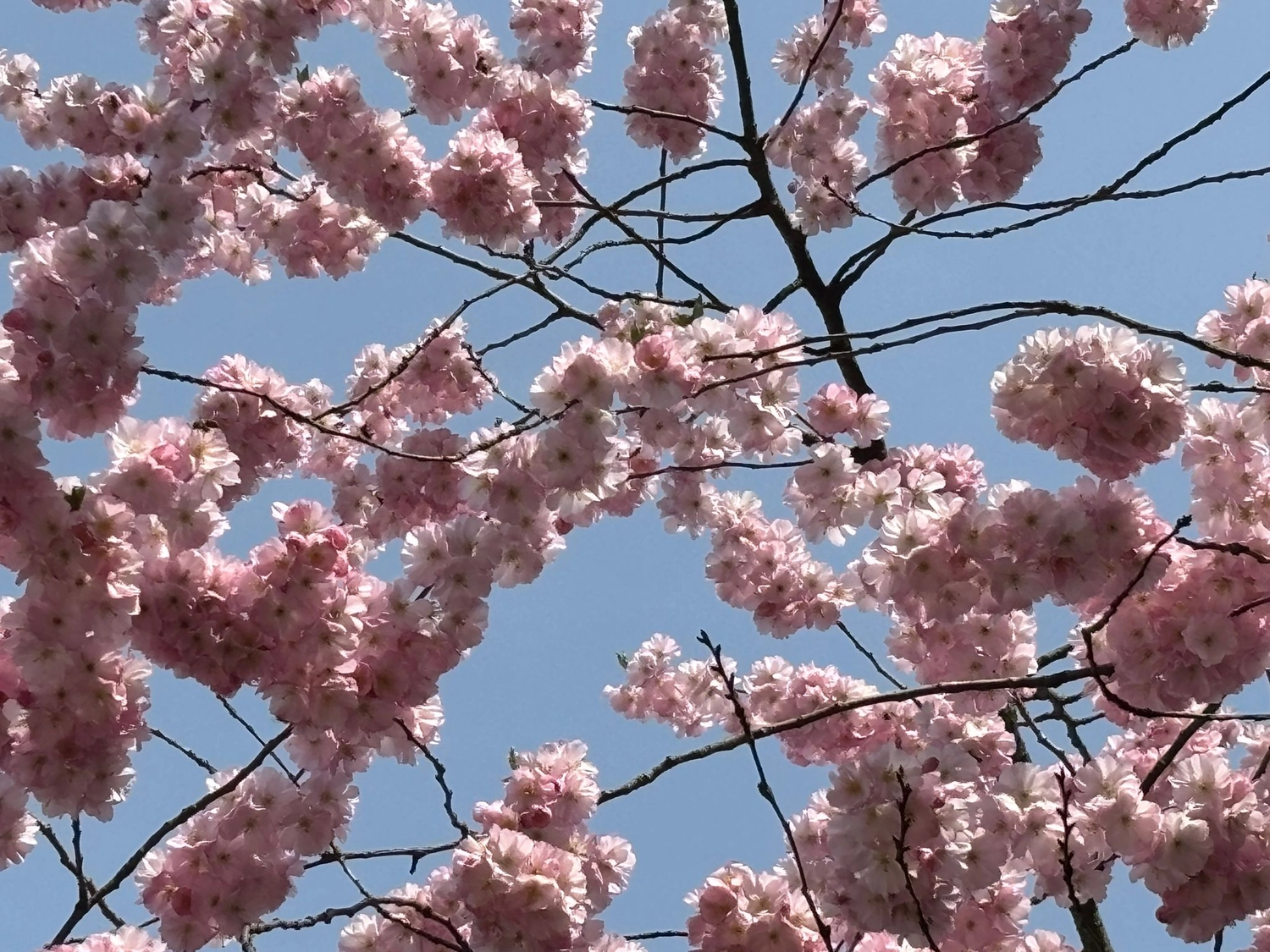 Hebamme Trauma-Fachberaterin - Coaching, Beratung, Kurse und Lesungen - Dichte Büschel von flauschigen, rosa gefüllten Kirschblüten blühen an dunklen Zweigen vor einem klaren blauen Himmel.