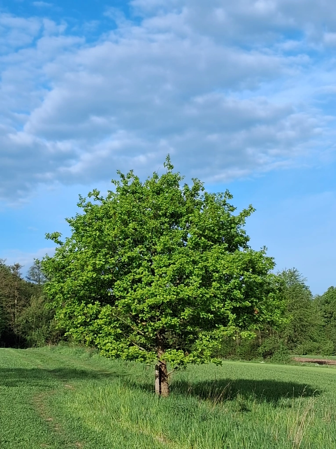 Hebamme Trauma-Fachberaterin - Coaching, Beratung, Kurse und Lesungen - Auf einer grasbewachsenen Wiese unter blauem Himmel mit sanften, weißen Wolken steht ein mittelgroßer Baum mit leuchtend grünen Blättern.