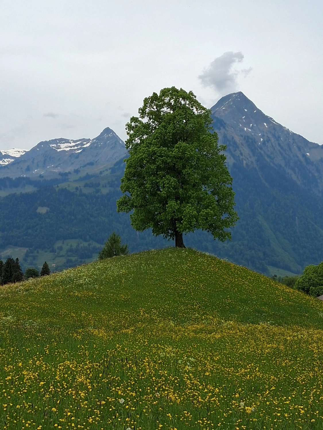 Hebamme Trauma-Fachberaterin - Coaching, Beratung, Kurse und Lesungen - Auf einem üppigen, grasbewachsenen Hügel, der mit gelben Wildblumen übersät ist, steht ein einsamer grüner Baum vor dem Hintergrund hoch aufragender, schneebedeckter blauer Berge unter einem bedeckten Himmel.
